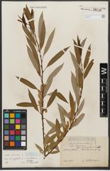 Foto von Salix triandra subsp. amygdalina (L.) Schübl. & G. Martens